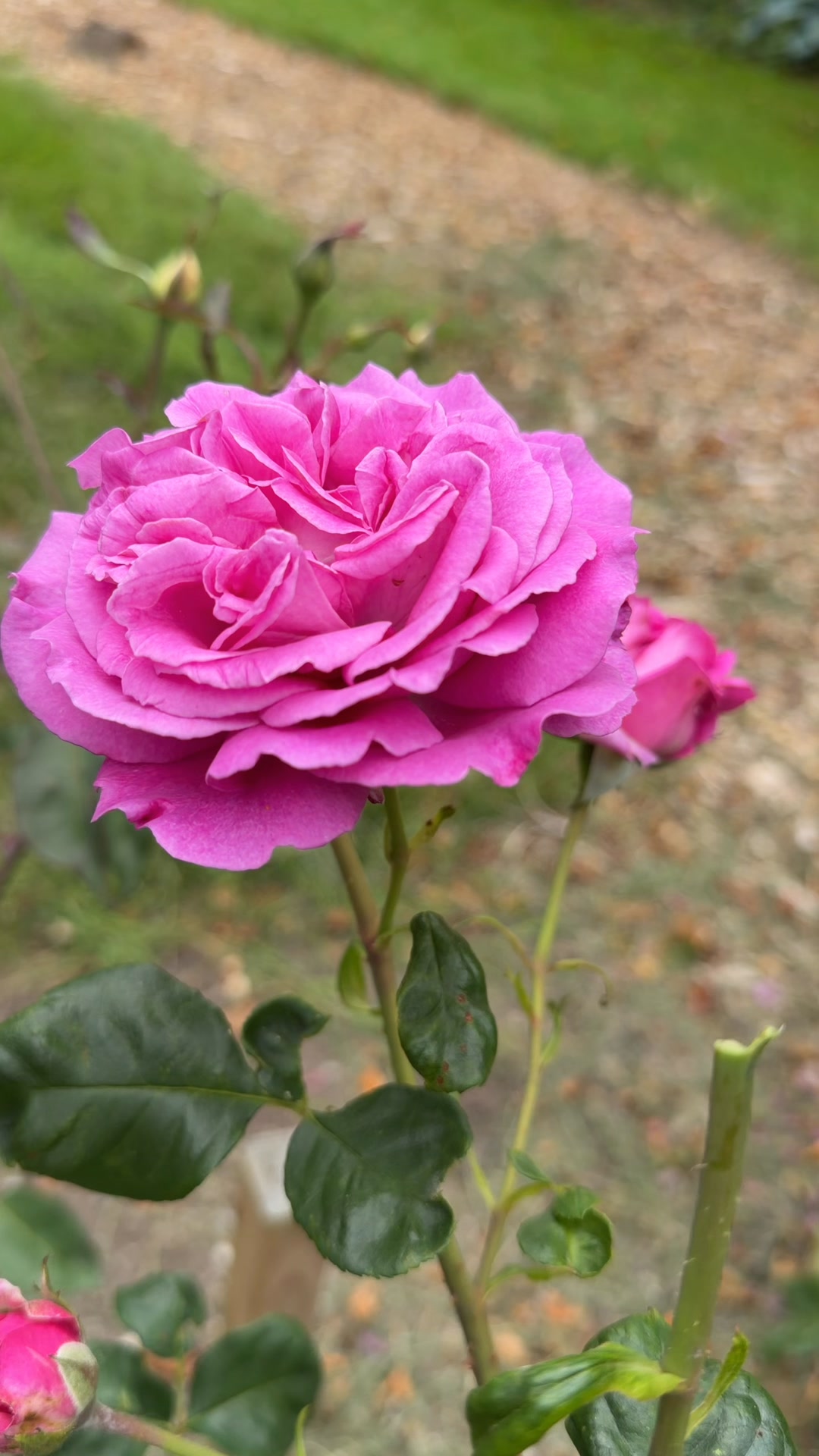 Bred by Delbard in France in 1996, Chartreuse de Parme (DELviola