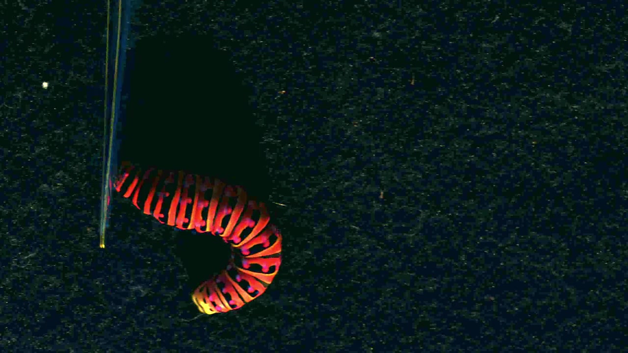 When agitated, the Eastern Black Swallowtail caterpillar flashes a ...