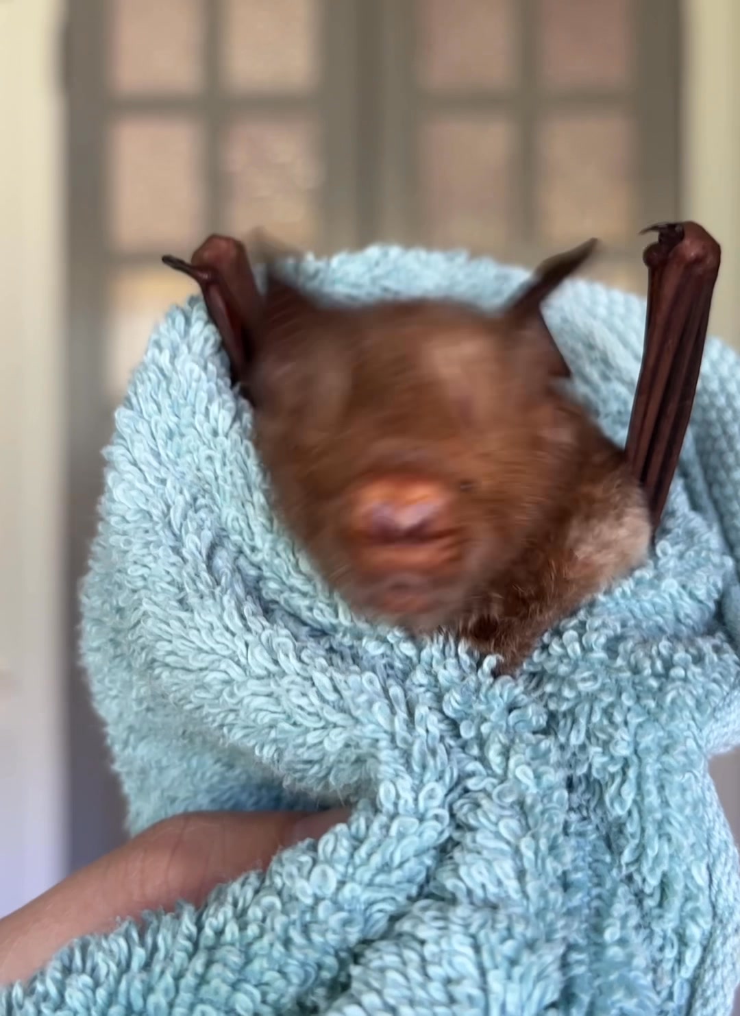 Last week I had the pleasure of caring for this Diadem leaf nosed bat ...
