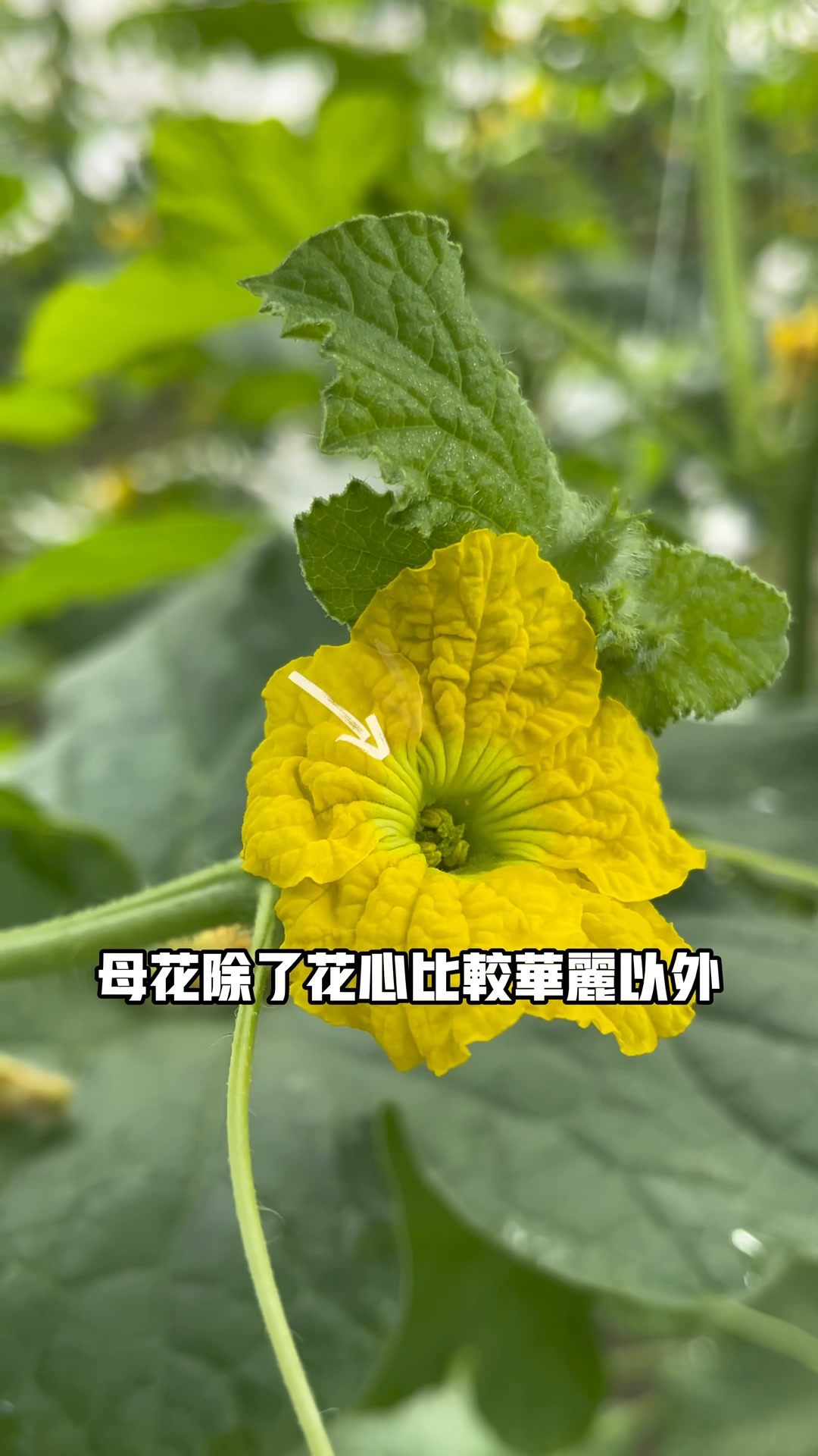 馥郁溫室蔬果屋 / 日本阿露斯洋香瓜在台生產的第一品牌 | Yünlin