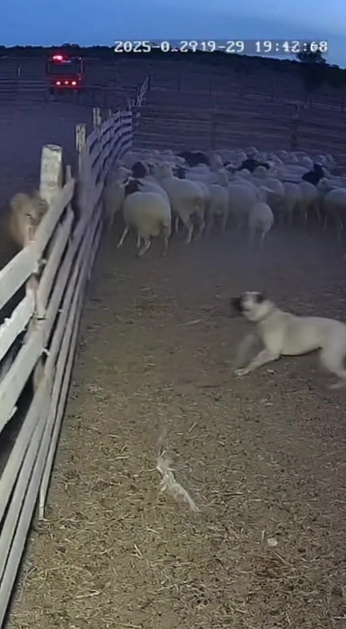 Lion Repeatedly Rams Fence Trying to Break Into Sheep Pen — But Brave ...