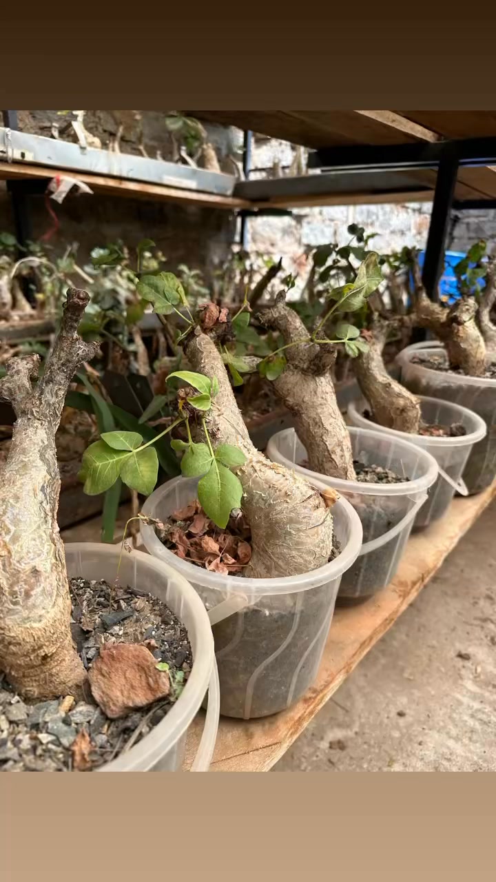 Commiphora guidottii – A rare gem from the drylands of the Horn of