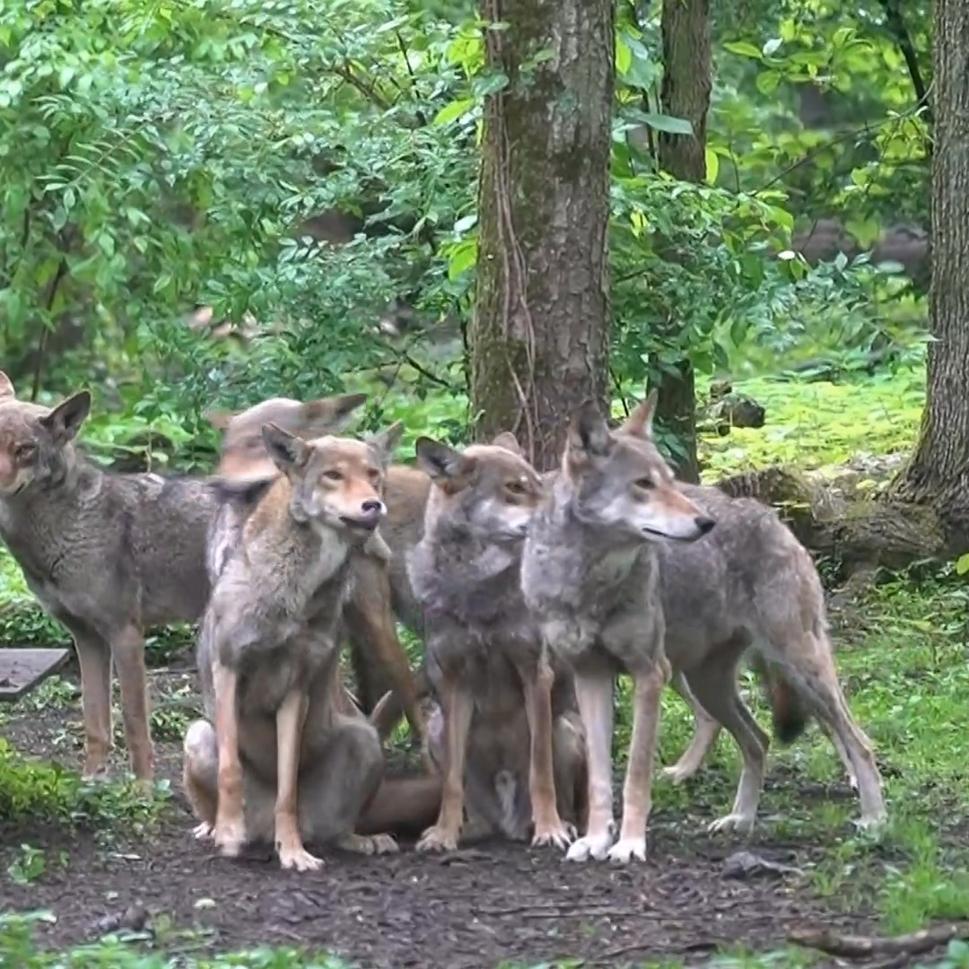 Wolves are highly social animals that live in structured packs which ...