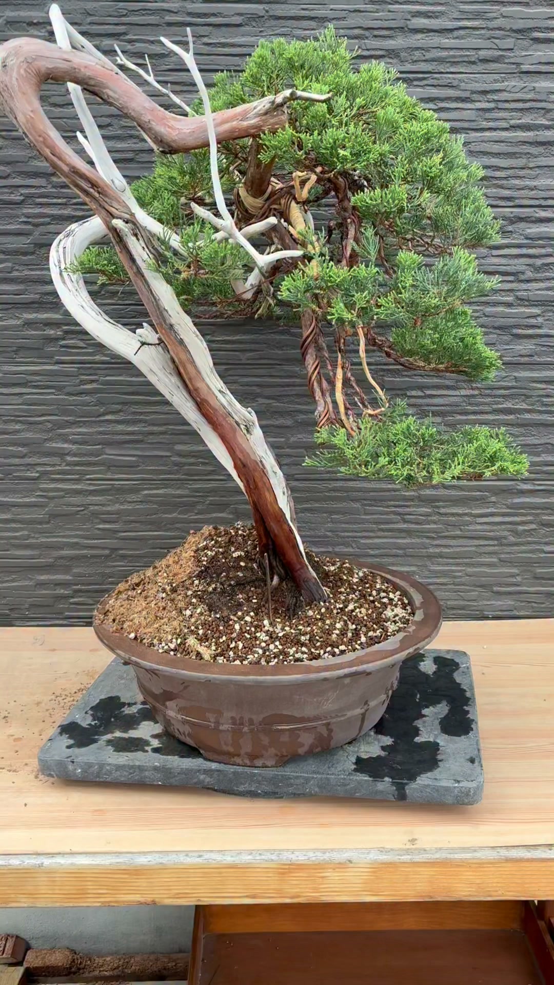 糸魚川真柏 #真柏 #盆栽 #bonsai #Juniper | Toshiyuki Okamura