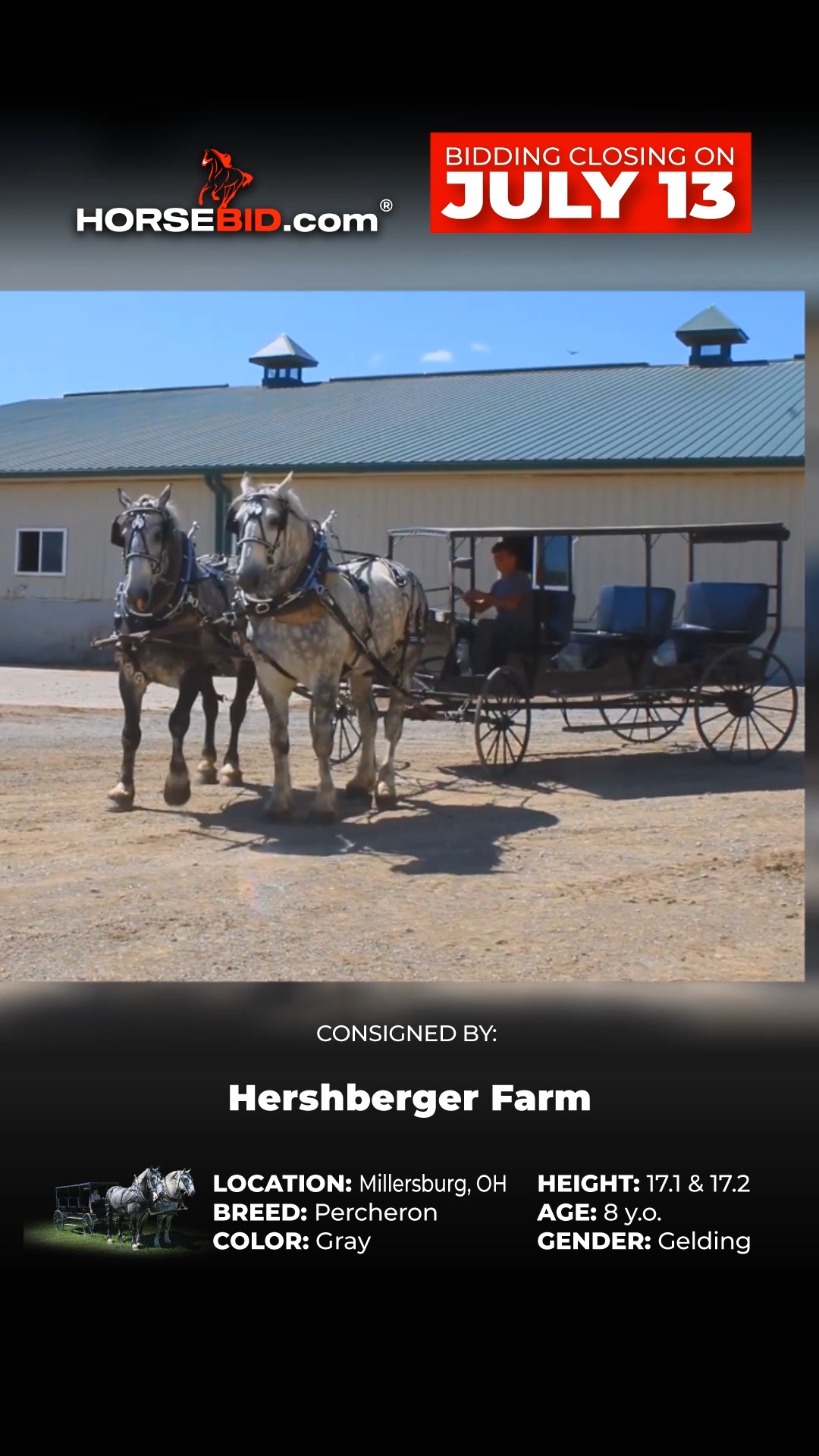 We are excited to offer you another top quality lineup of horses