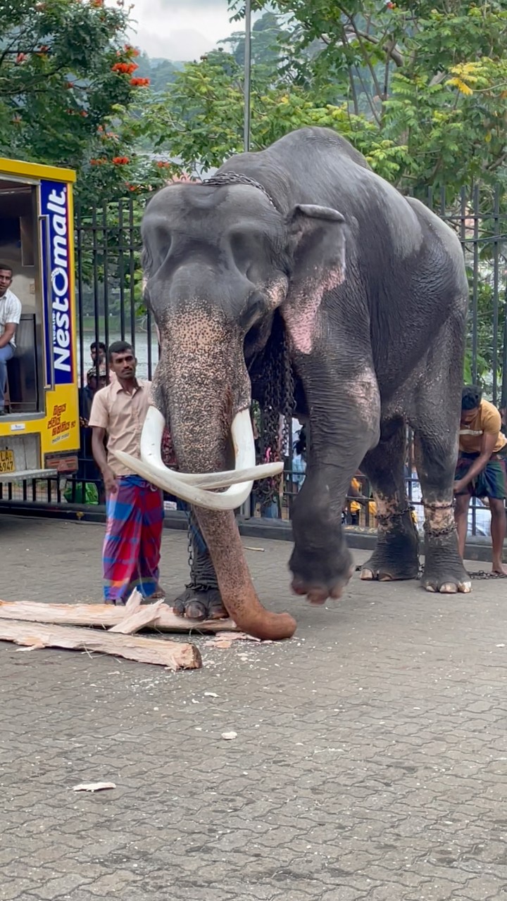 ඉන්දි 🥹 ️ ඒ දඩබ්බරකම් එහෙම්මමයි | Royal tusker Indi raja #indiraja # ...