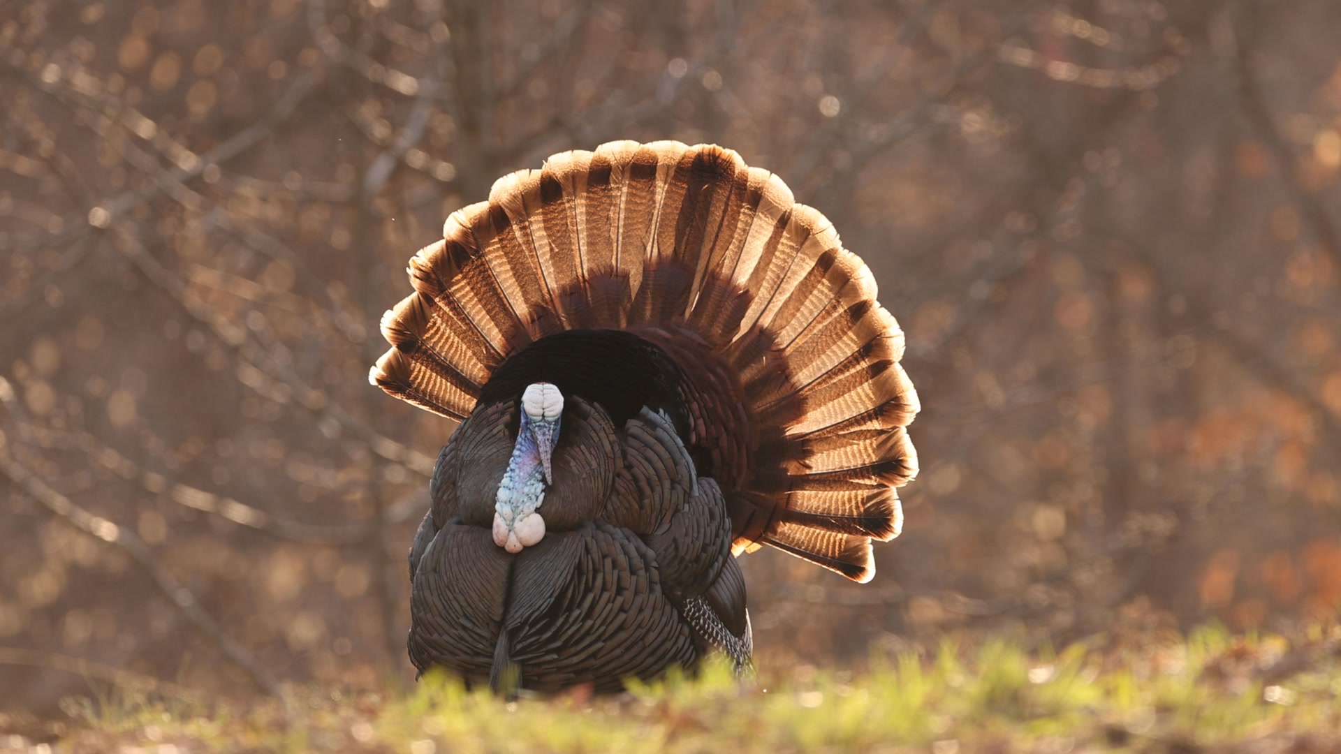 🦃 Time to focus... turkey... - Ohio Division of Wildlife | Facebook