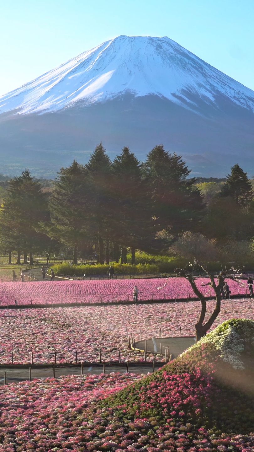 美しい富士山の芝桜🌸 Beautiful Mt.Fuji 🗻 #fuji #japan | Japan 4K Fuji