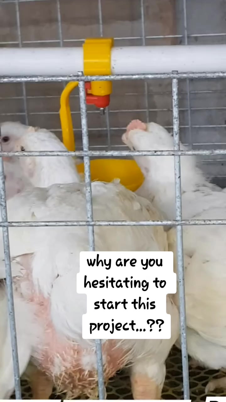 When are you starting and with how many?? #broilers #chickens # ...