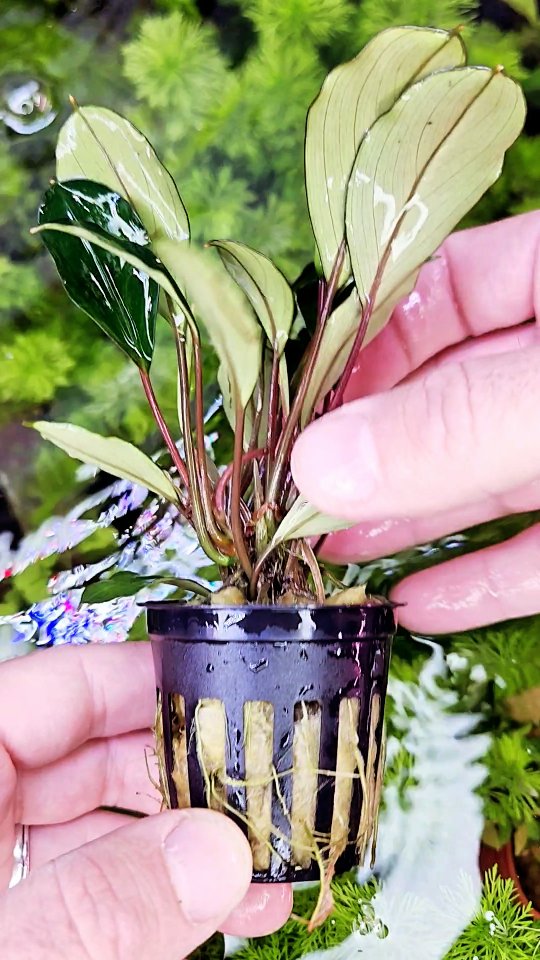 🌌 Bucephalandra 'Deep Blue' — when subtle meets striking. This