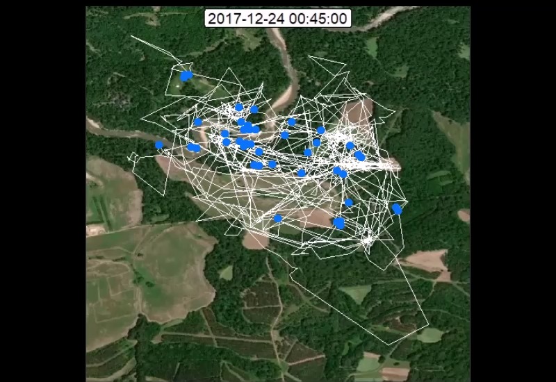 This video shows buck 297's movements during the 2 week early rut ...