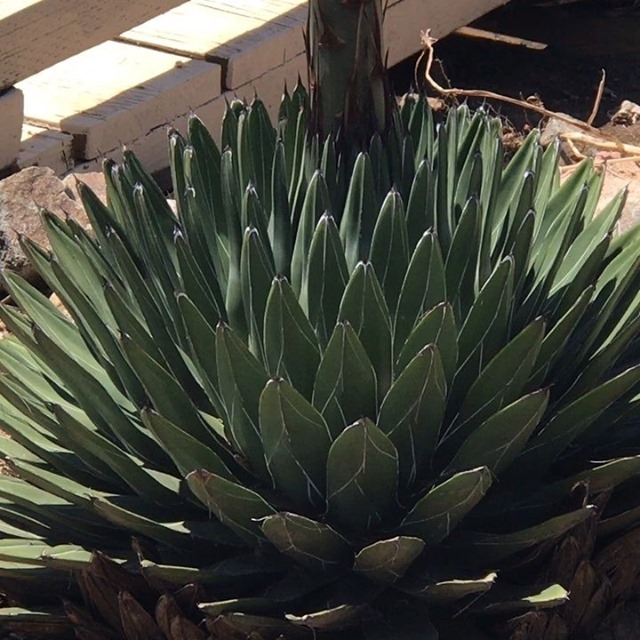 Join us for a horticultural autopsy on our garden specimen of