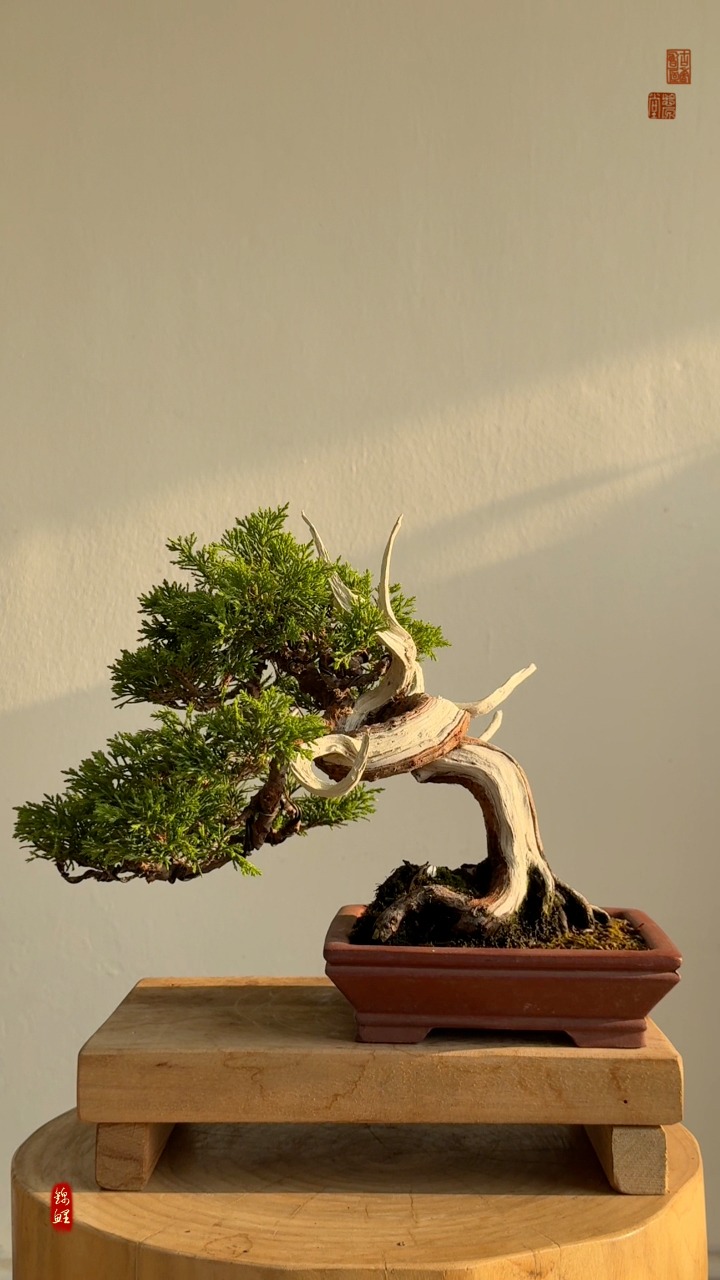 黄金真柏