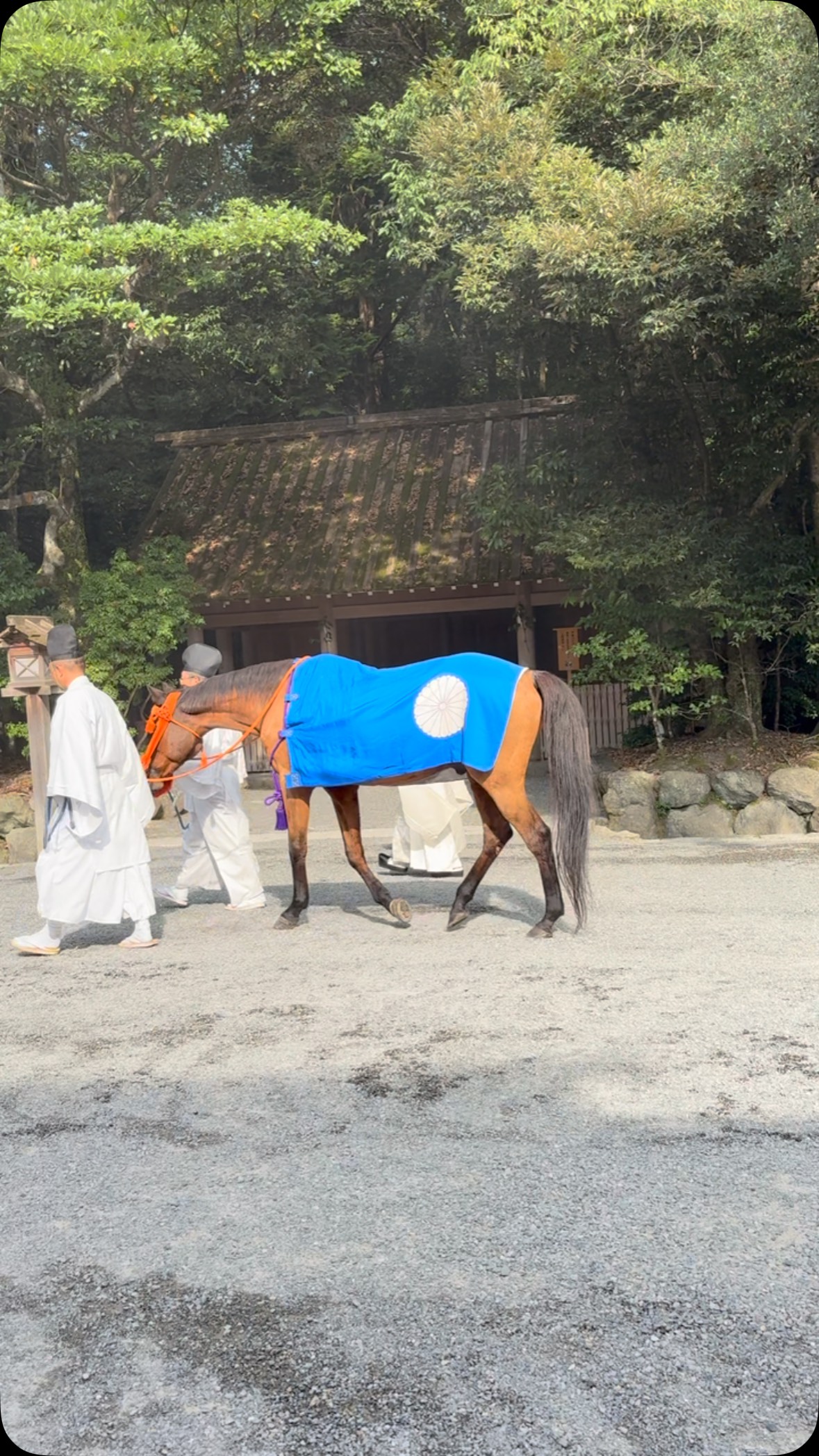 内宮と外宮には神馬が2頭ずつ飼養されています。 毎月1日、11日、21日