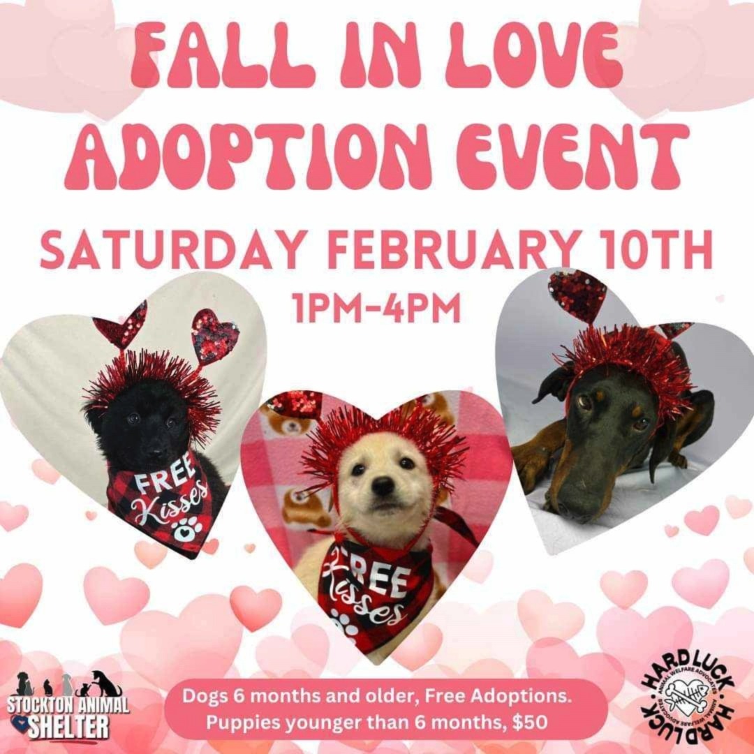 💖🐶Are you ready to fall in love with a new furry family member?🐶💖 The ...