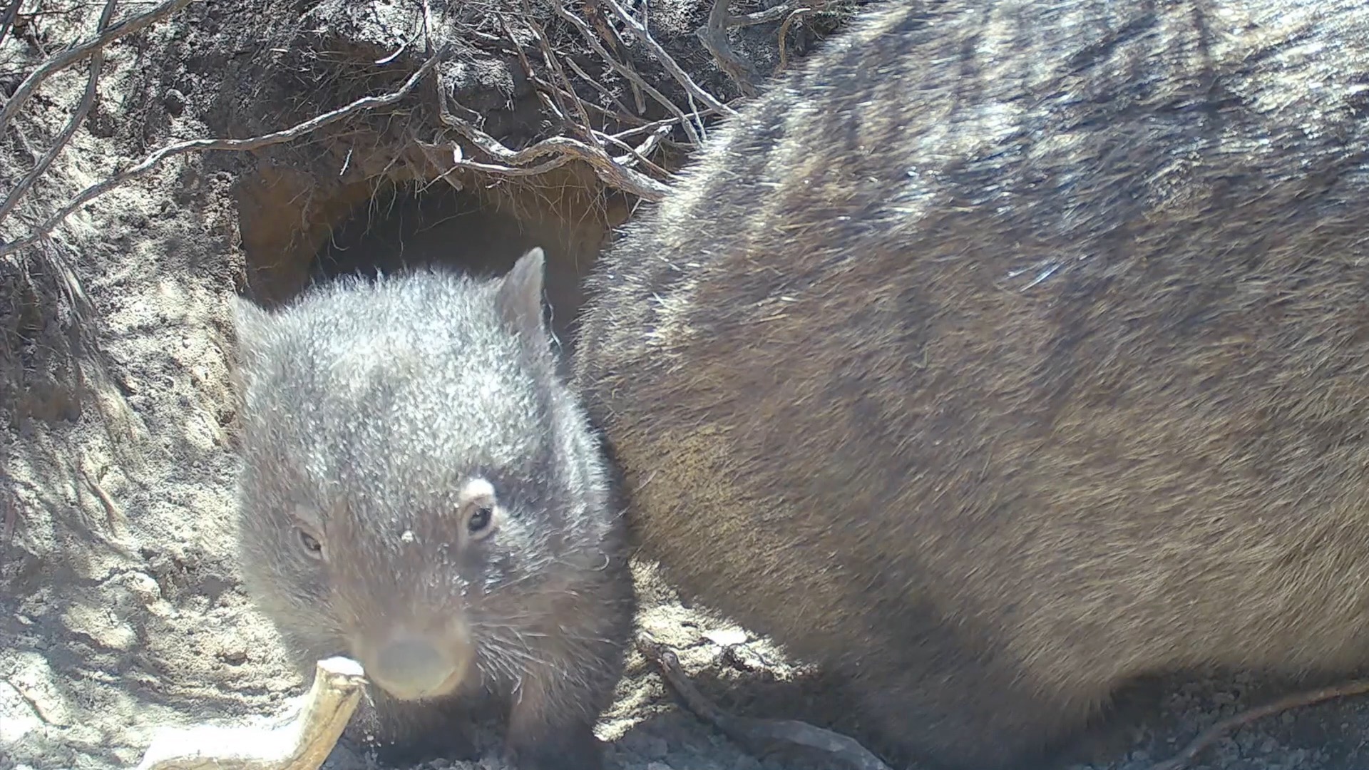 Wombat Wednesday has a special treat for Dala fans (see posts March 19 ...