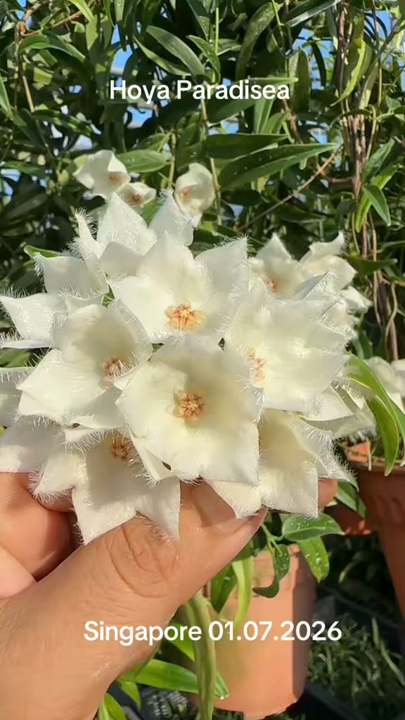 Hoya Paradisea $16,$10 | Orchid Hoya SG