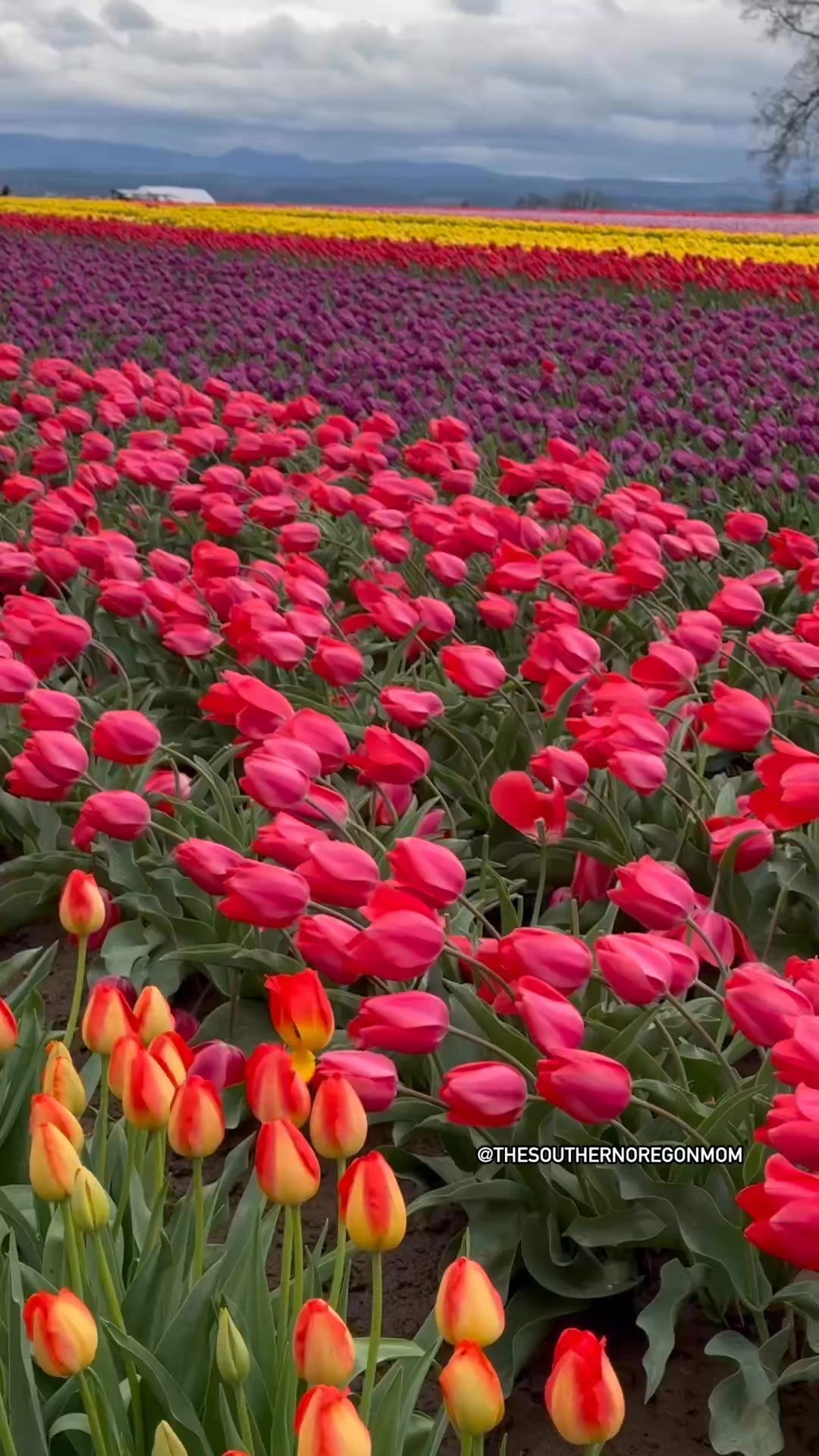 Spring is blooming in Hood River. Grab your tickets for the Tulip