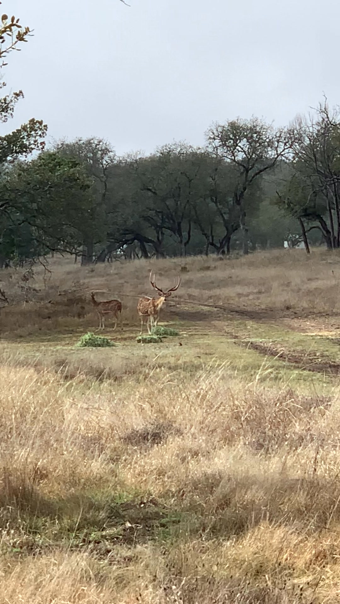 Ryan Ranch LLC Hunting Services