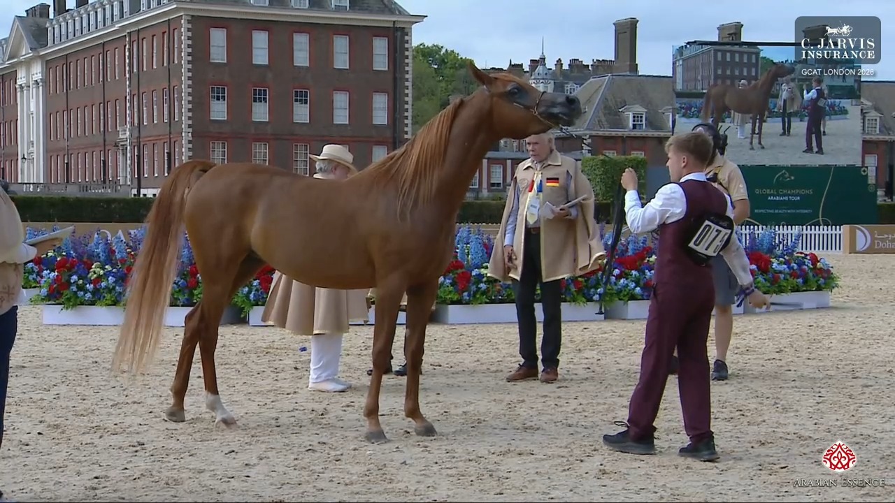 🇬🇧 GCAT London 2026 👑 Senior Mares A (Class 3A) 3rd Place goes