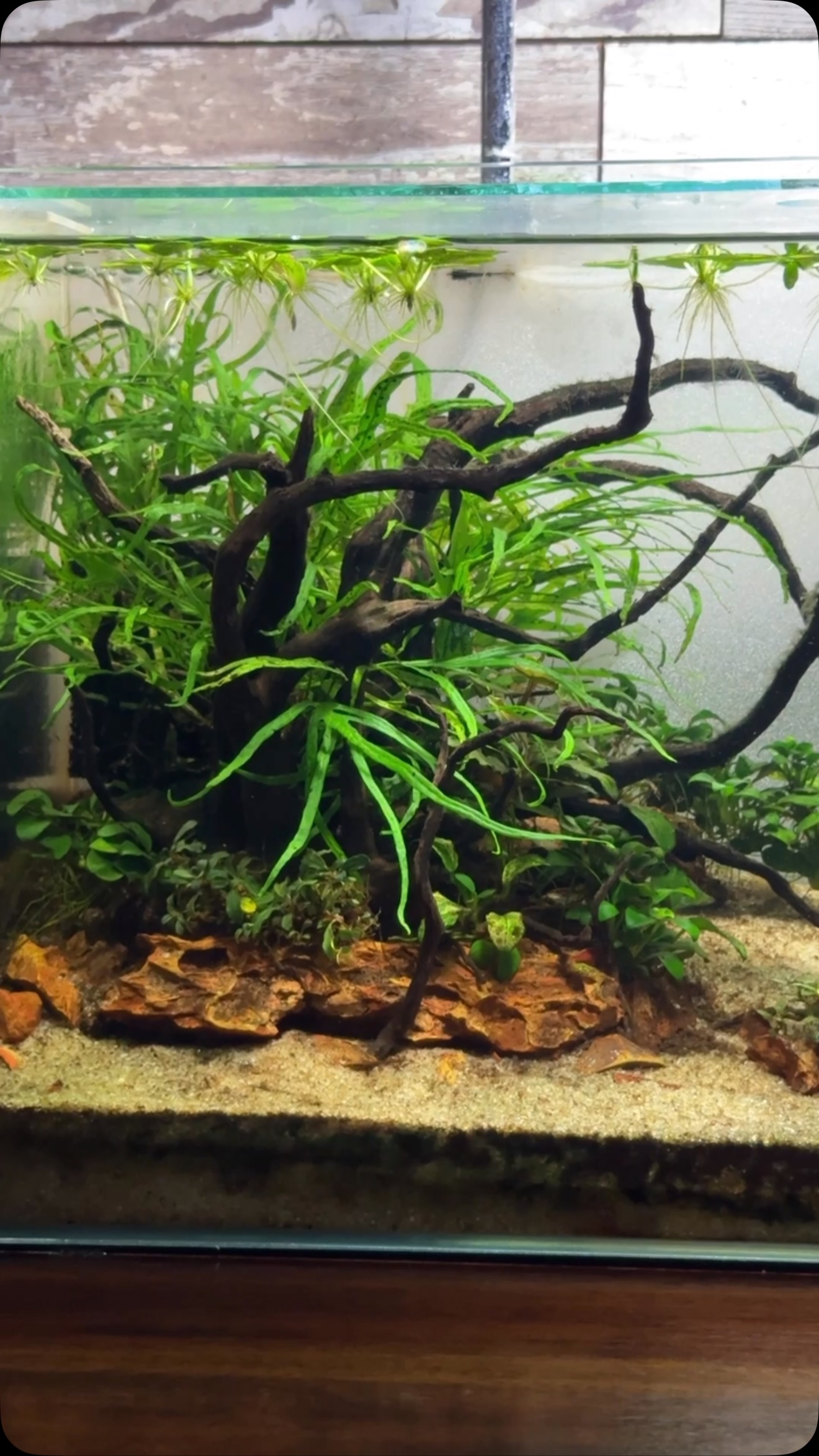 A little maintenance sesh on my 10 gallon rimless display tank! #fern # ...