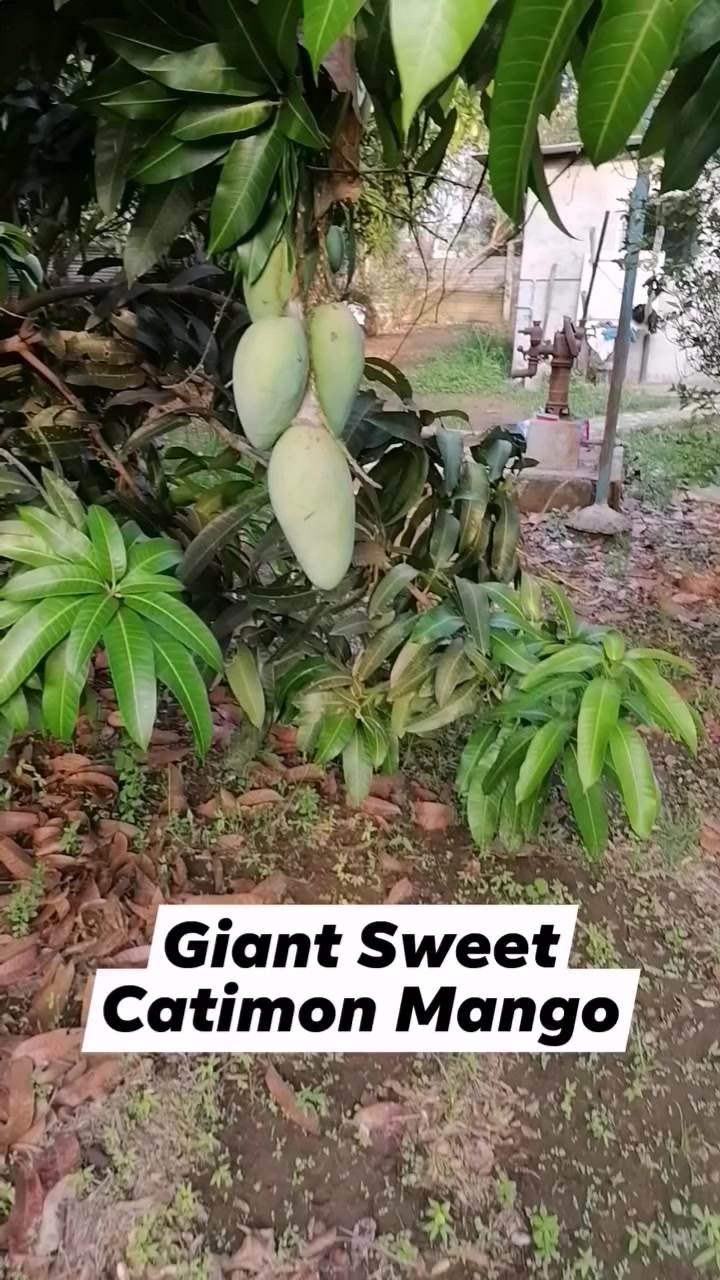 This big mango variety called Giant Sweet Catimon is literally the ...