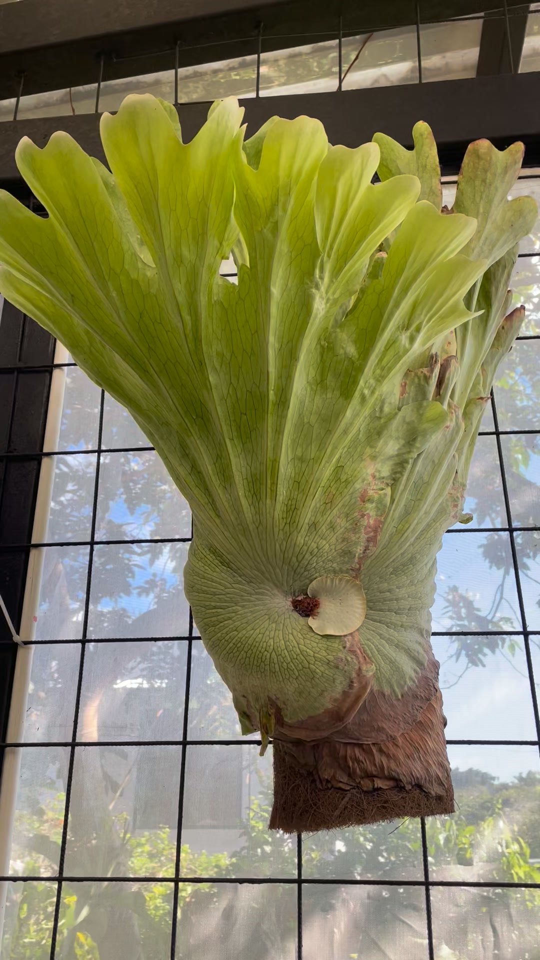 Platycerium wandae, especie originaria de Papúa Nueva Guinea. Si