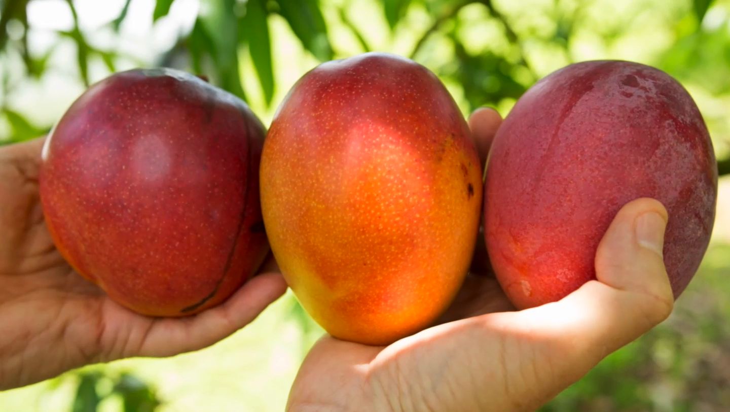 Summer is mango season in Florida. The fruit is familiar to most, but ...