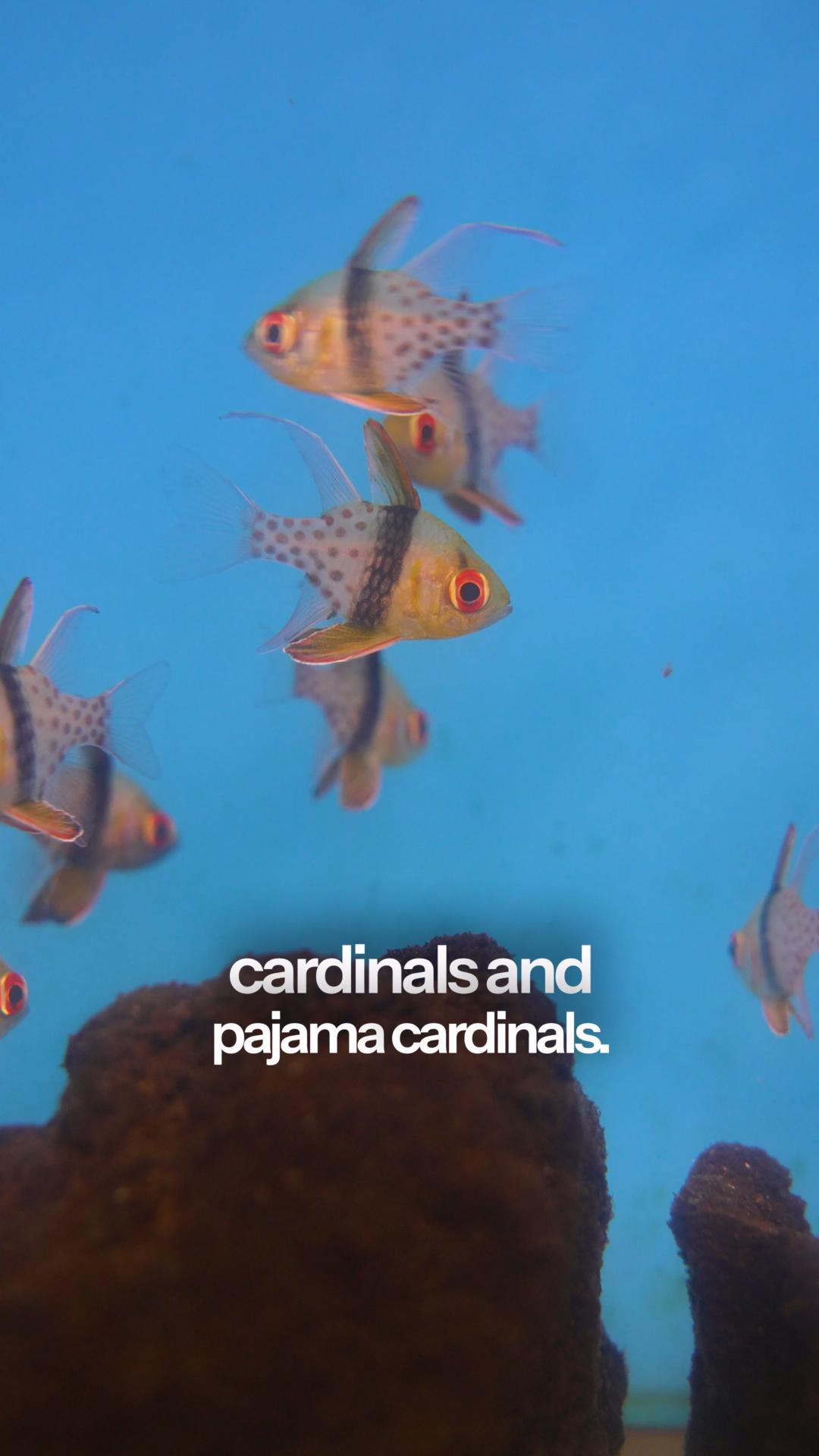 Curated visual reference: Fresh Look at New To Saltwater Aquariums Start Your Reef The Right Way