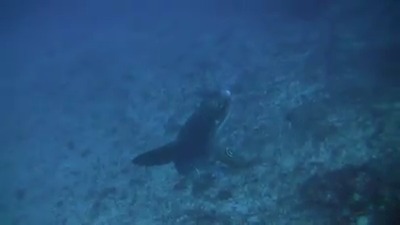 Mola Mola Sunfish videos from my diving at Crystal Bay, Nusa ...
