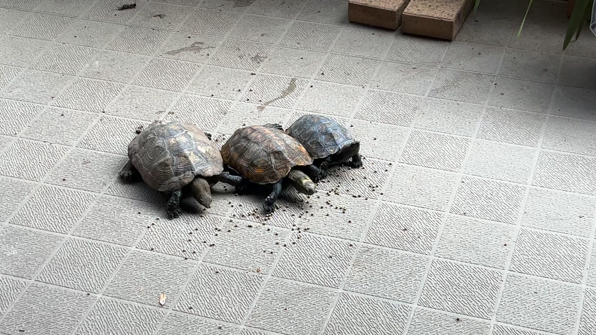カメカメクラブ カメカメ倶楽部 | Facebook