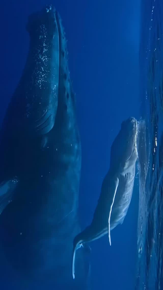 A humpback mother and her beautiful baby in the blue waters off ...
