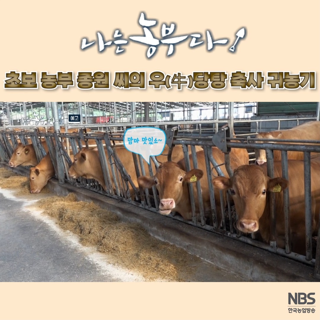 [나는농부다 315회 예고] 초보 농부 종원 씨의 우(牛)당탕 축사 귀농기 📺8월 22일 목 오후3시 NBS 한국농업방송 본방 ...