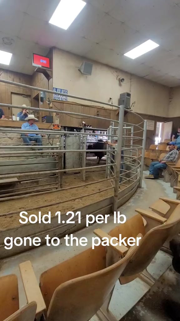 Mesquitecountrybeef.com #brahmanbull #brahman #bull #packer #ranchtok # ...