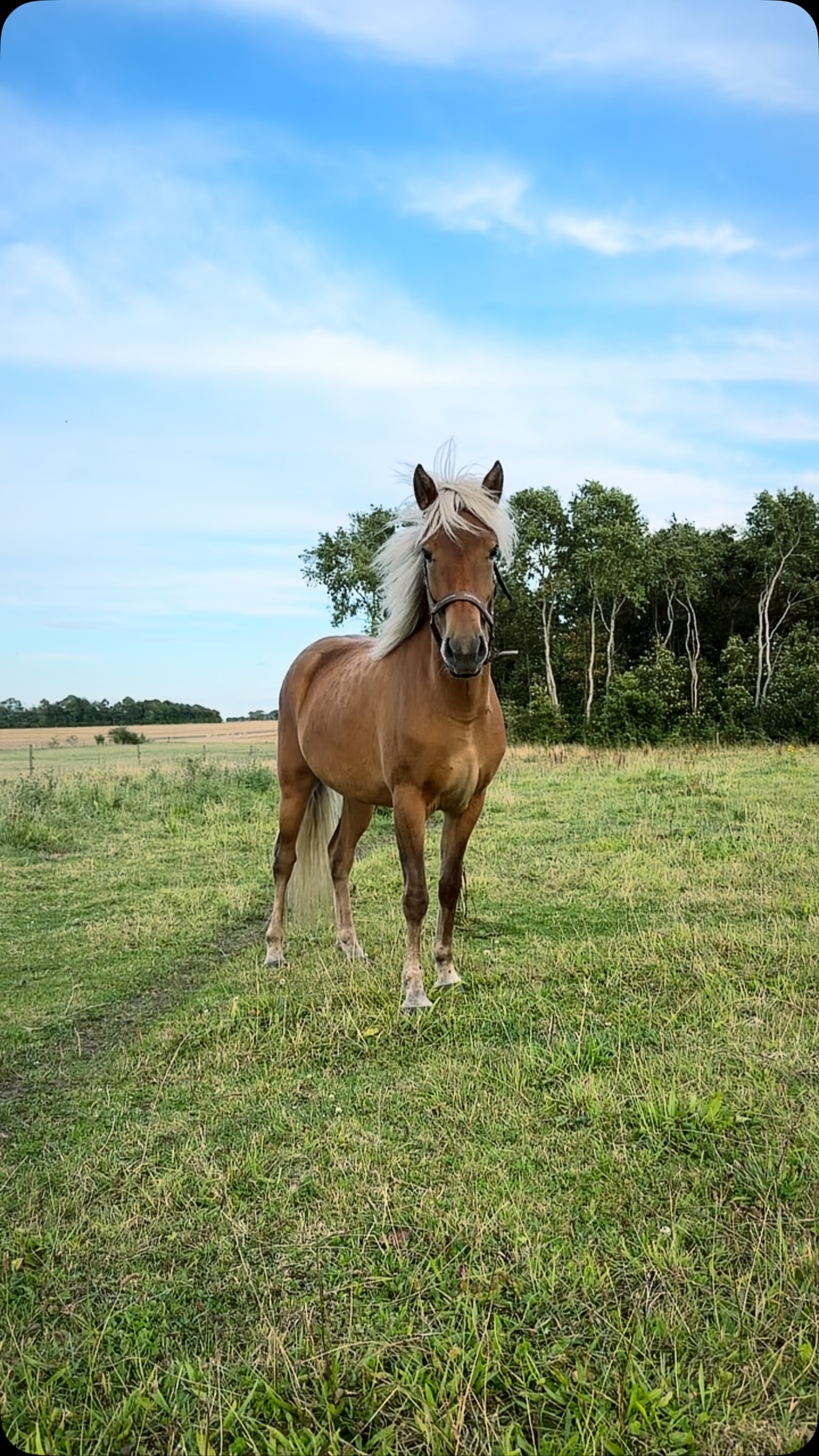 Our 3 year Flugdis fra Kronholt ✨😮‍💨🎠 Mother legendary