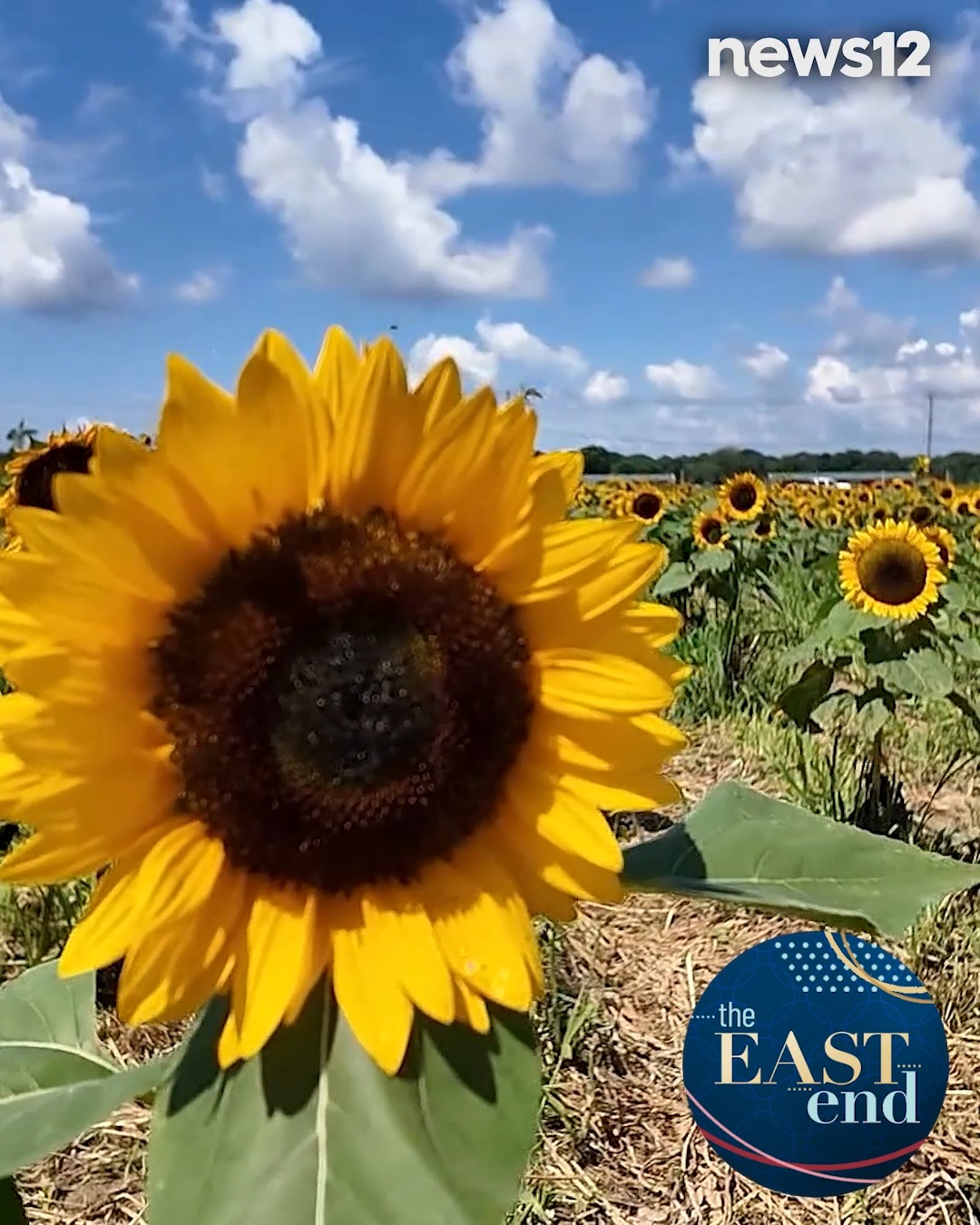 🌻 SUNFLOWER SEASON 🌻 Erin Colton takes us to Waterdrinker Family Farm ...