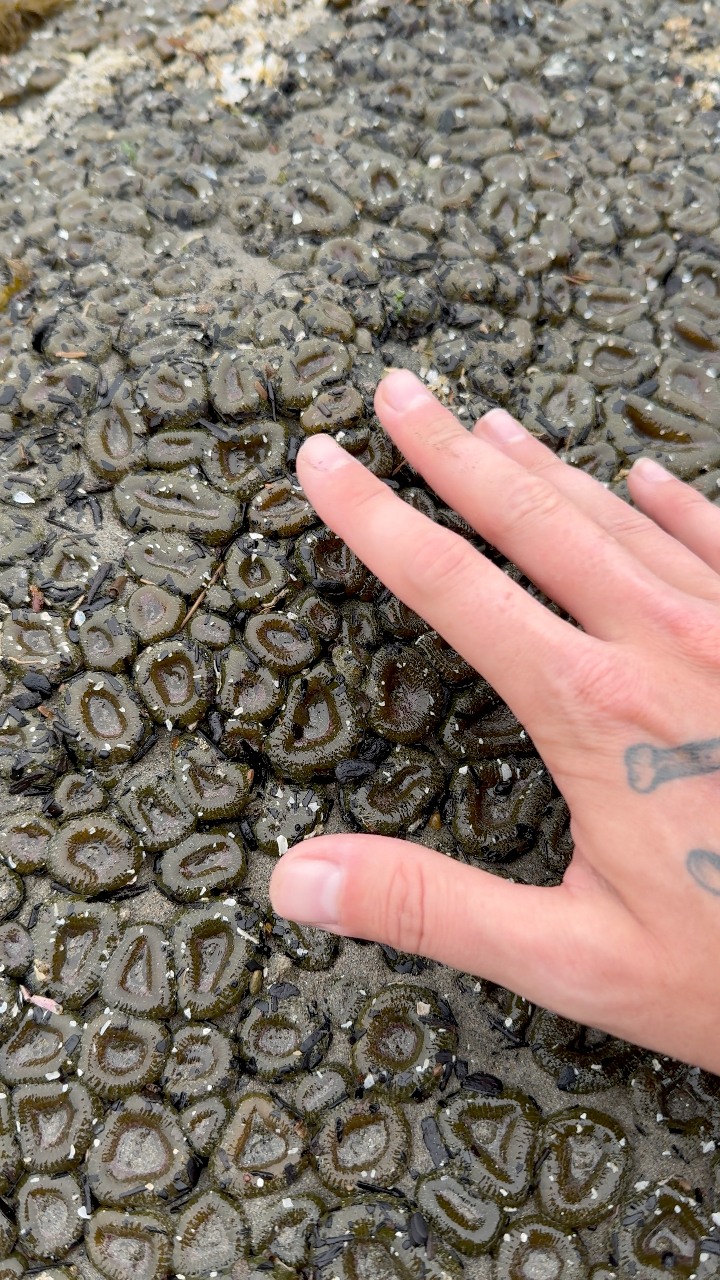 POV: A Caveman Discovers Anemones for the First Time #nature