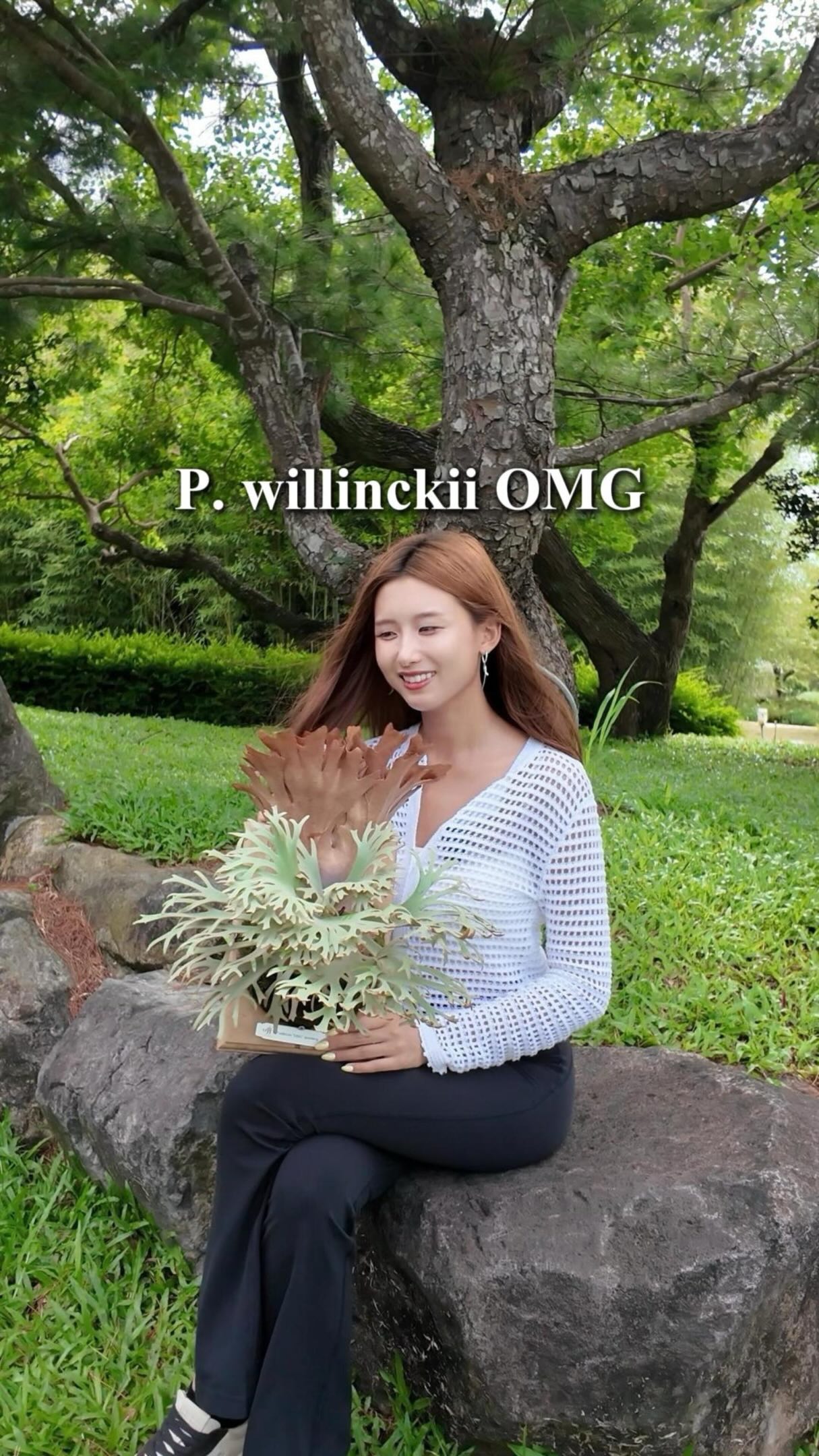 P.willinckii Jade girl》玉女在這麼炎熱的夏天，住在35、6度的溫室