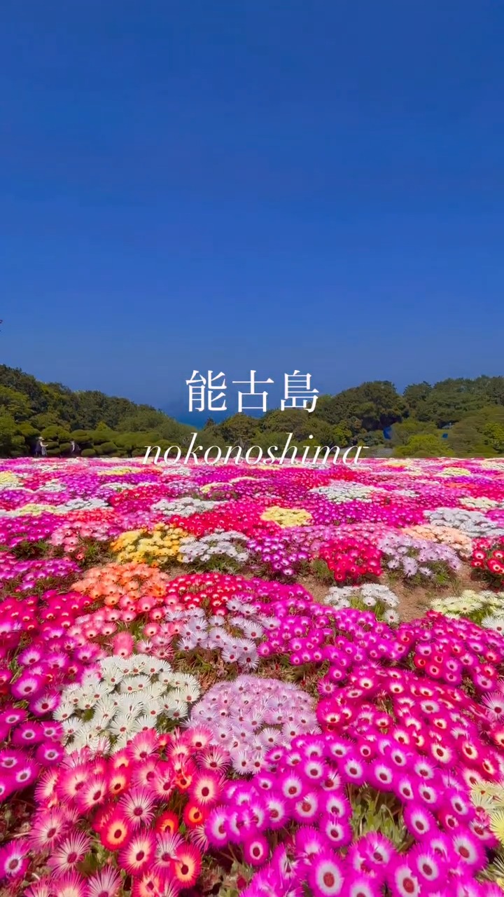 Natsuigahama Hamayu Park - Where Around 1,000 Hamayu Lilies Bloom