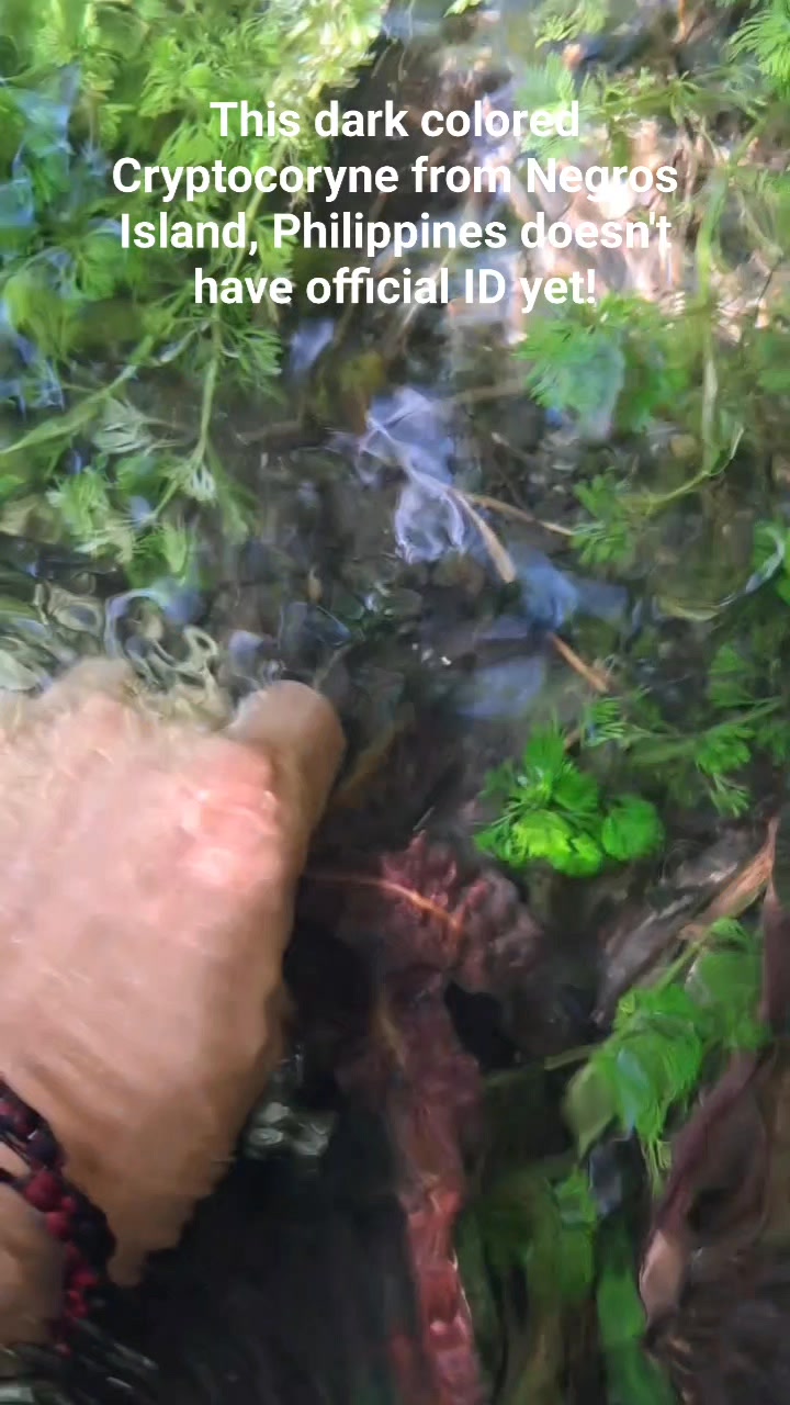 Philippine endemic Cryptocoryne aponogetifolia in natural habitat