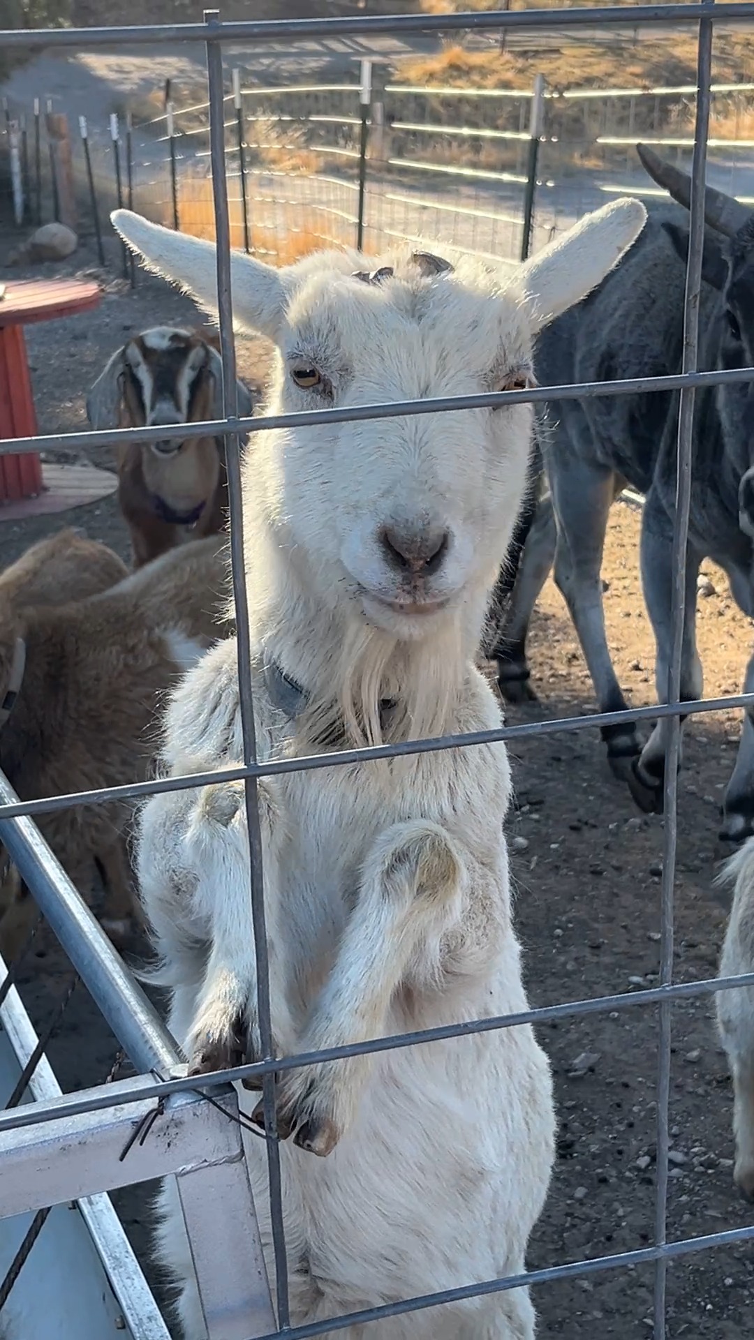 Little J Ranch Farm Sanctuary