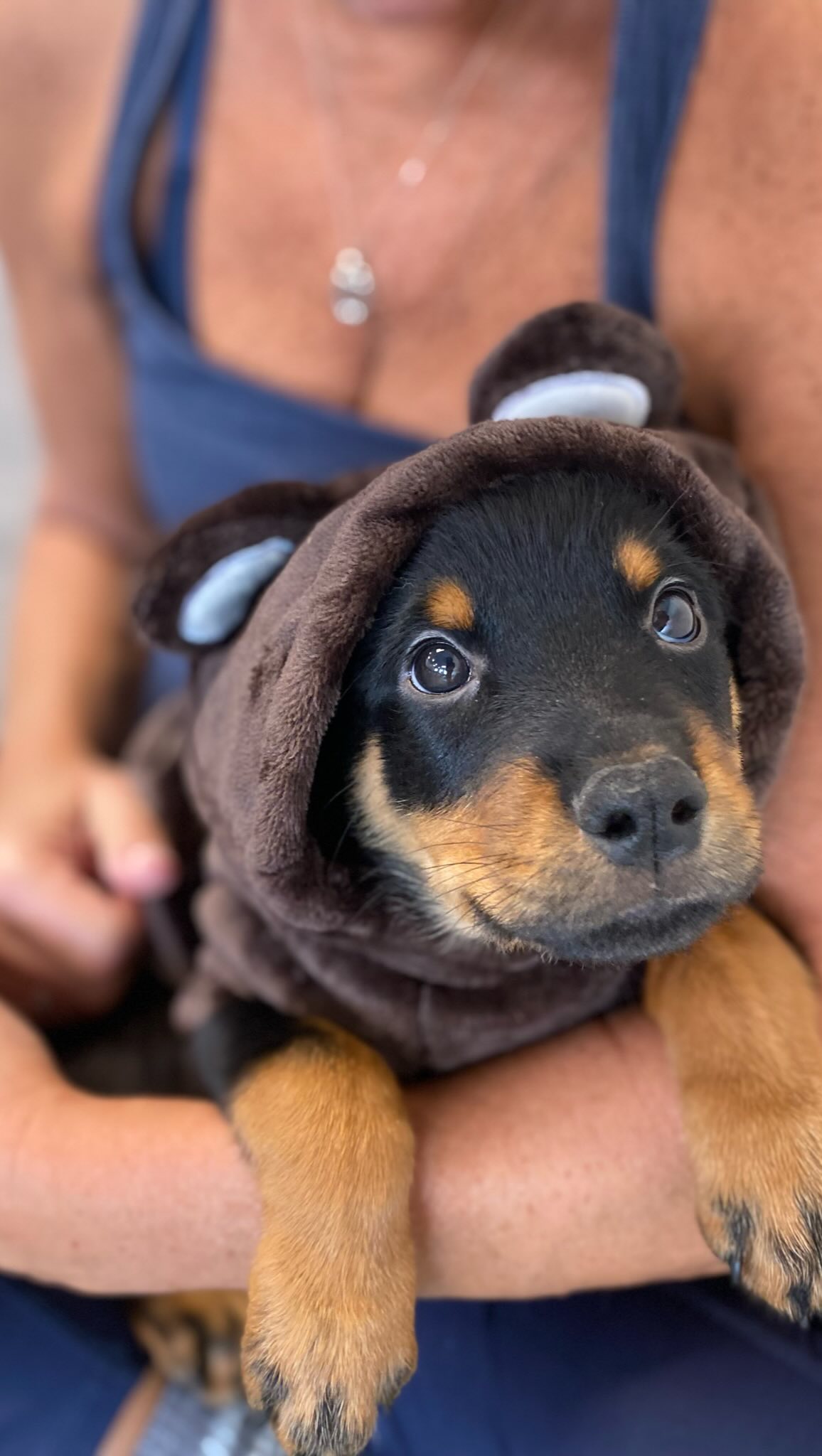 🐾 Washington, DC, get ready for a weekend full of puppy sweetness! 💛 ...