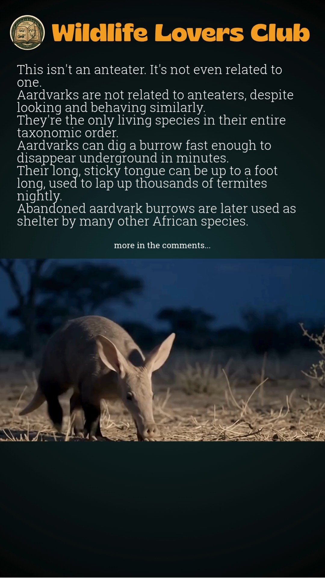 Aardvark update! Our newest addition to the Carter Giraffe