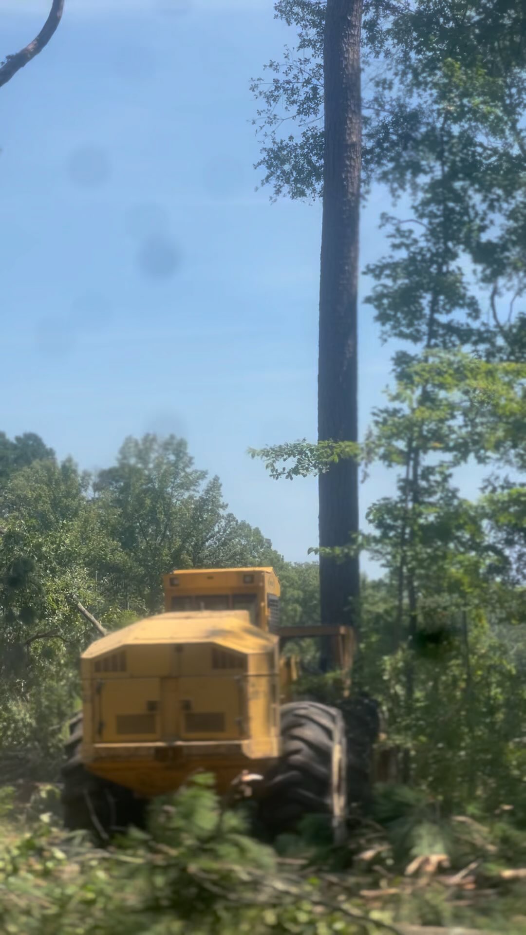 The bigger they are, the harder they fall.. 🪵 #logging #logger # ...