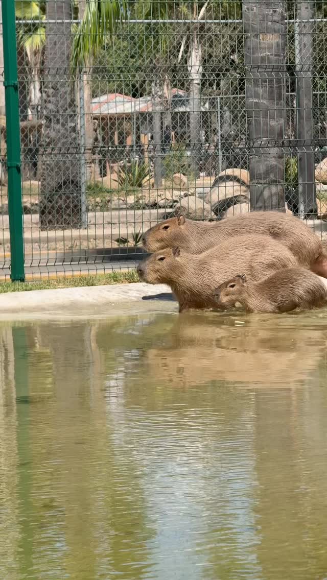 Zoológico Parque del... - Zoológico Parque del Niño Jersey