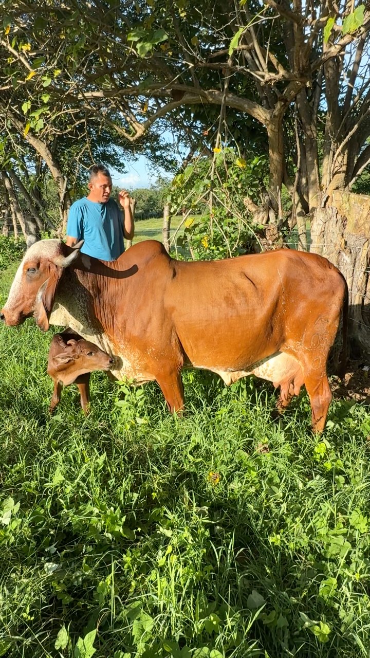 Vaca gyr recién parida | El Salvador vida y diversión | Facebook