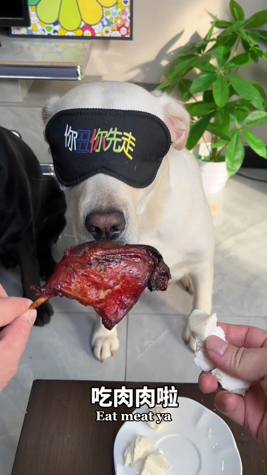 当我狗鼻子是假的吗？ #金毛 #狗狗 #dog #funnyvideos #doglover #puppies #pets # ...