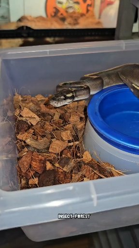 Photo inspiration: King Snake Eats Rat Snake Rat Wildlife Python Mouse Mice Photo Inspiration