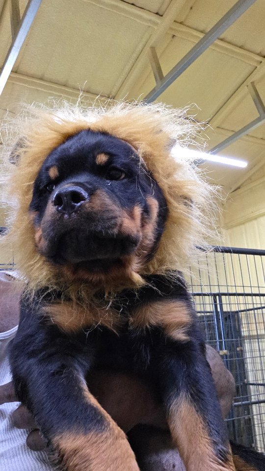 Butler Kennels Rottweilers | Gatesville TX