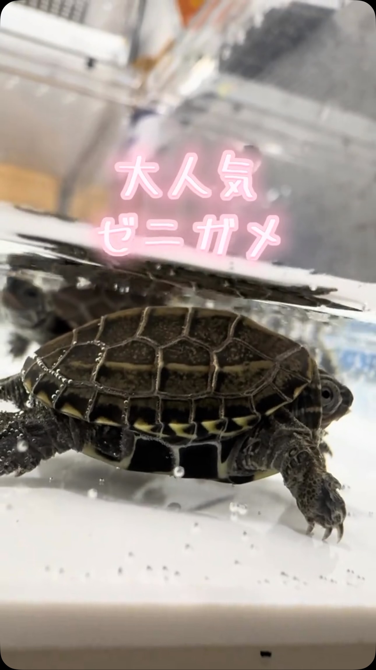 AQUA FISH | Gamo-gun Shiga